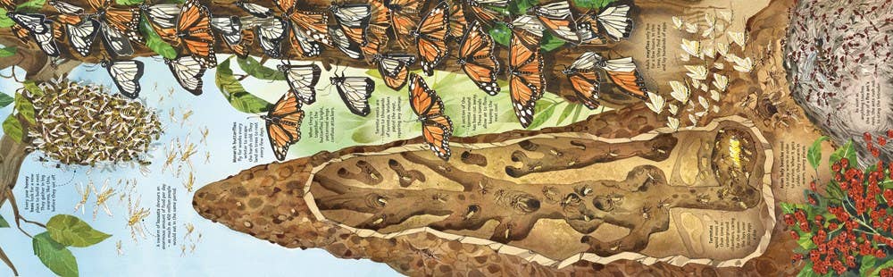 Big Book of Big Bugs : Usborne