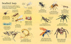 Big Book of Big Bugs : Usborne