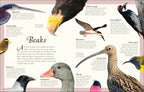 Anthology Birds