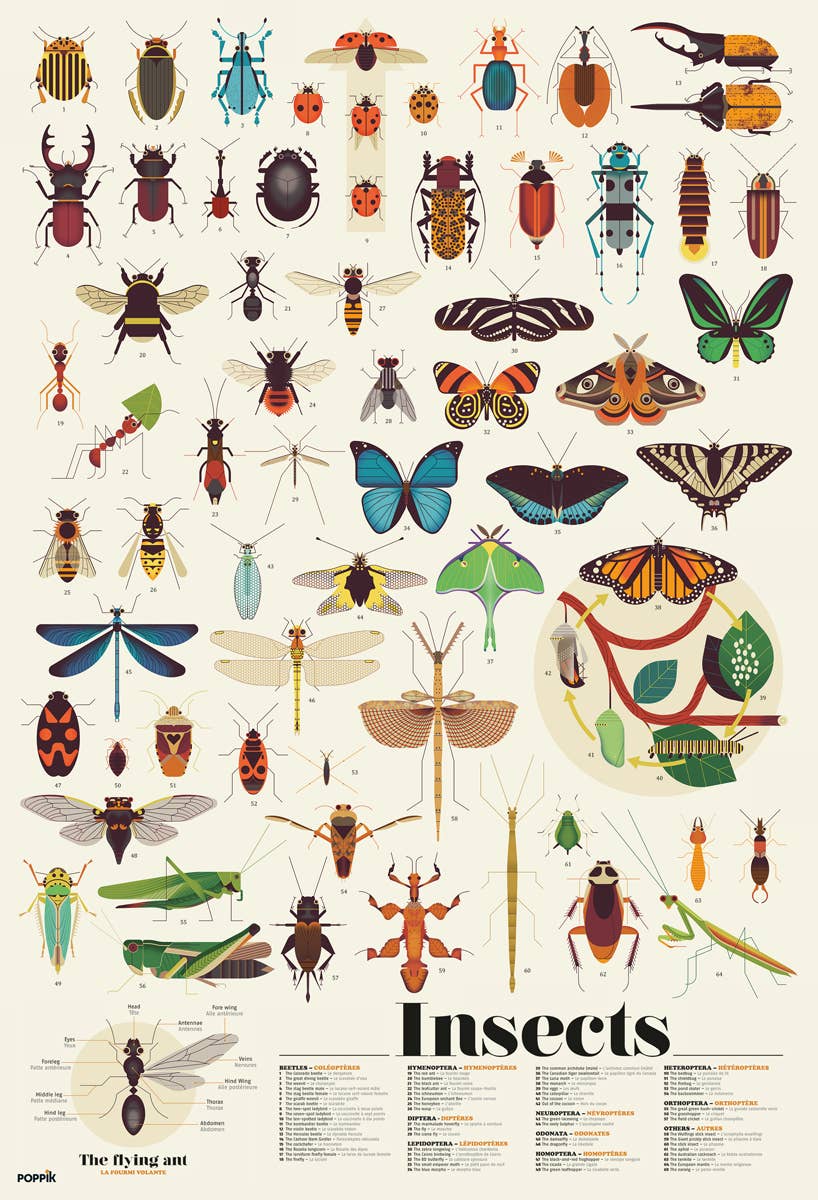 Poppik - Discovery Posters INSECTS