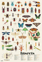 Poppik - Discovery Posters INSECTS