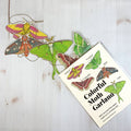 Colorful Moth Illustrated Garland