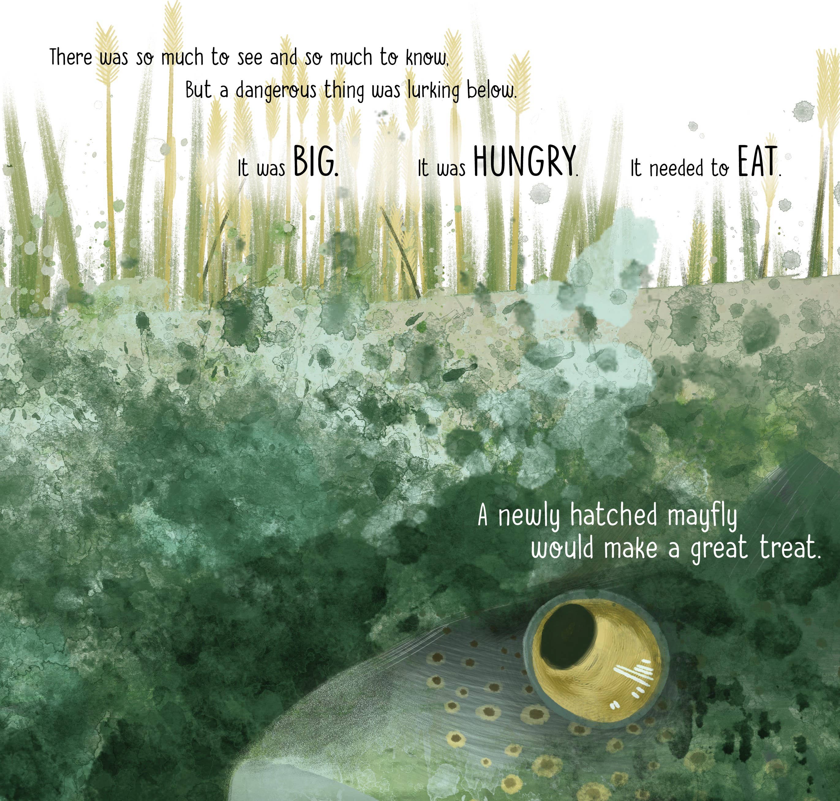 Mae the Mayfly Picture Book