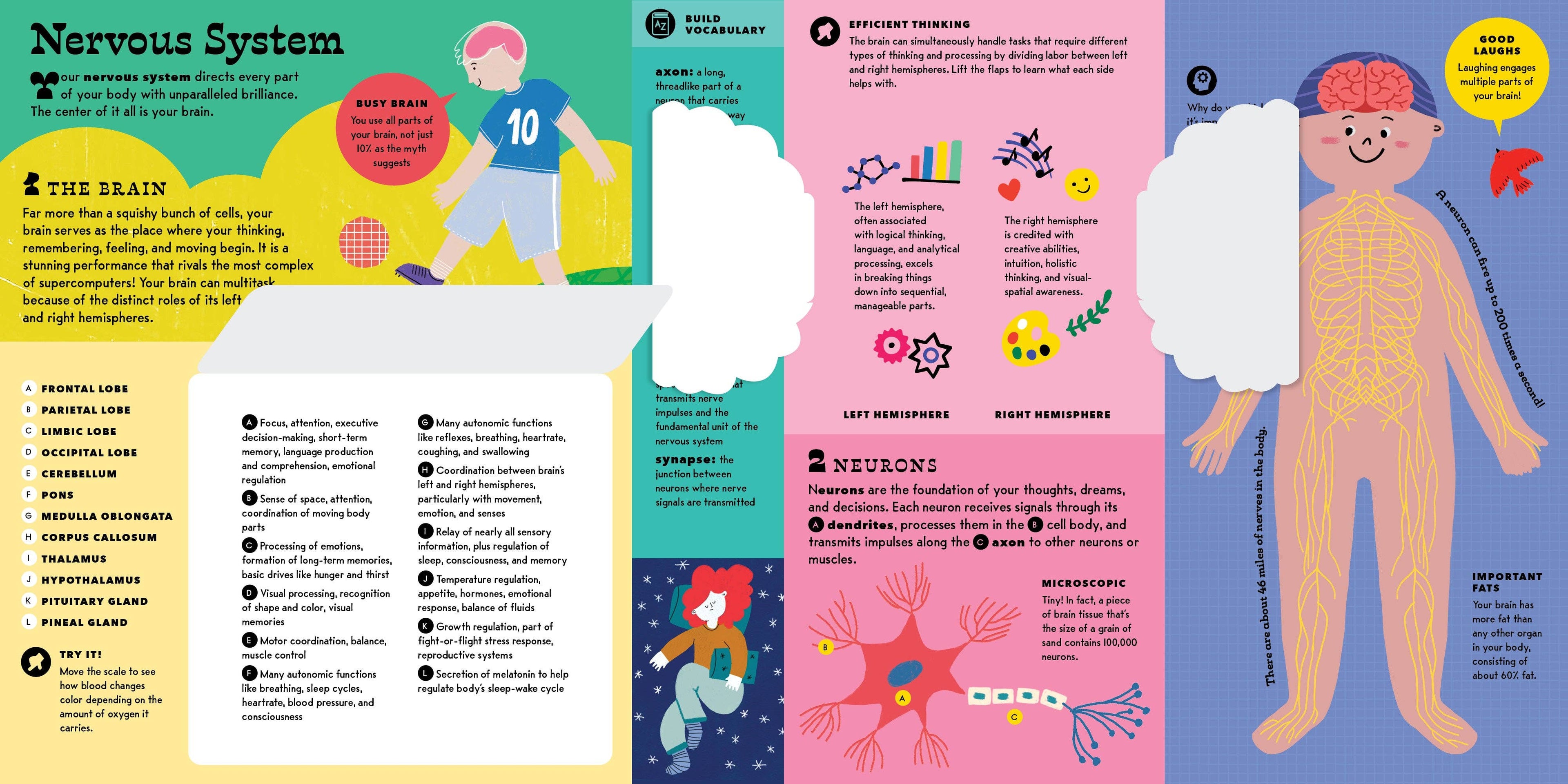 The Interactive Human Body
