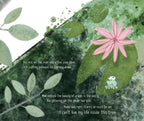 Mae the Mayfly Picture Book