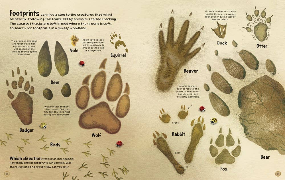 Woodland Book : Usborne