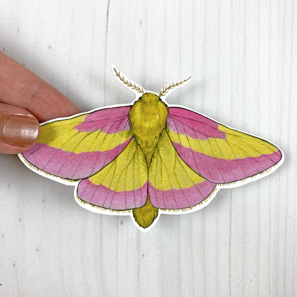 Rosy Maple Moth Vinyl Sticker