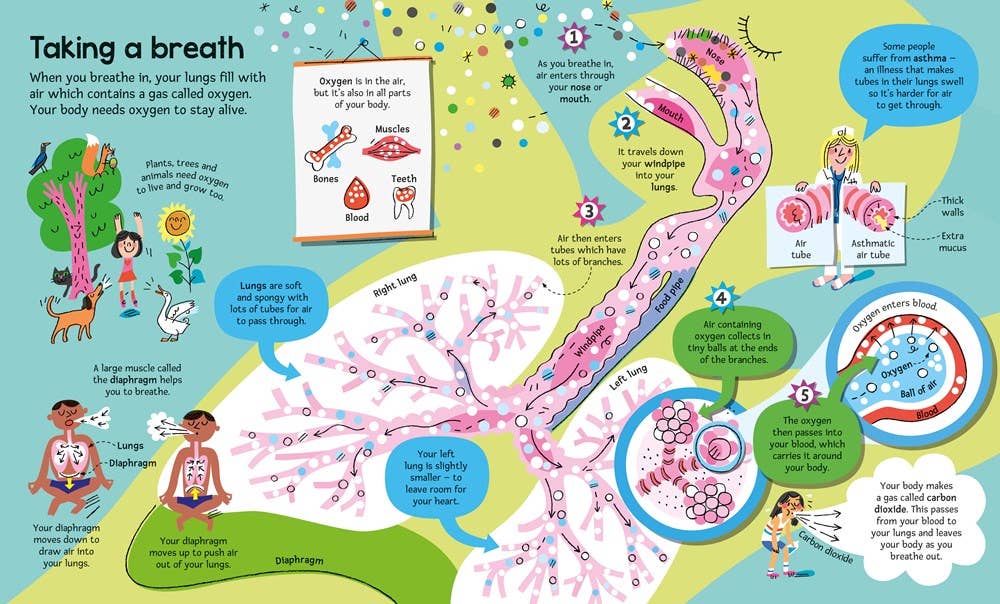 Big Book of The Body : Usborne