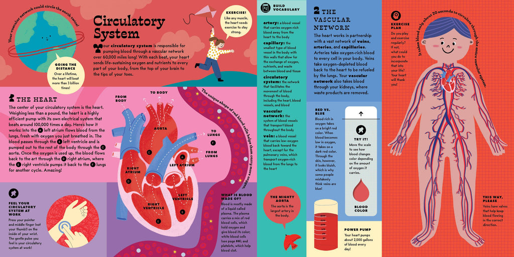 The Interactive Human Body